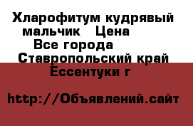 Хларофитум кудрявый мальчик › Цена ­ 30 - Все города  »    . Ставропольский край,Ессентуки г.